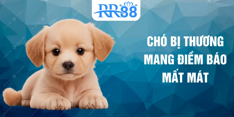Chó bị thương mang điềm báo mất mát