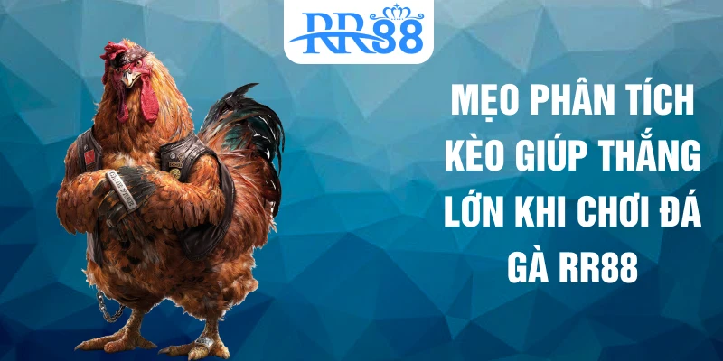 Mẹo phân tích kèo giúp thắng lớn khi chơi đá gà RR88